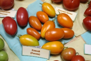 Томат Елисей