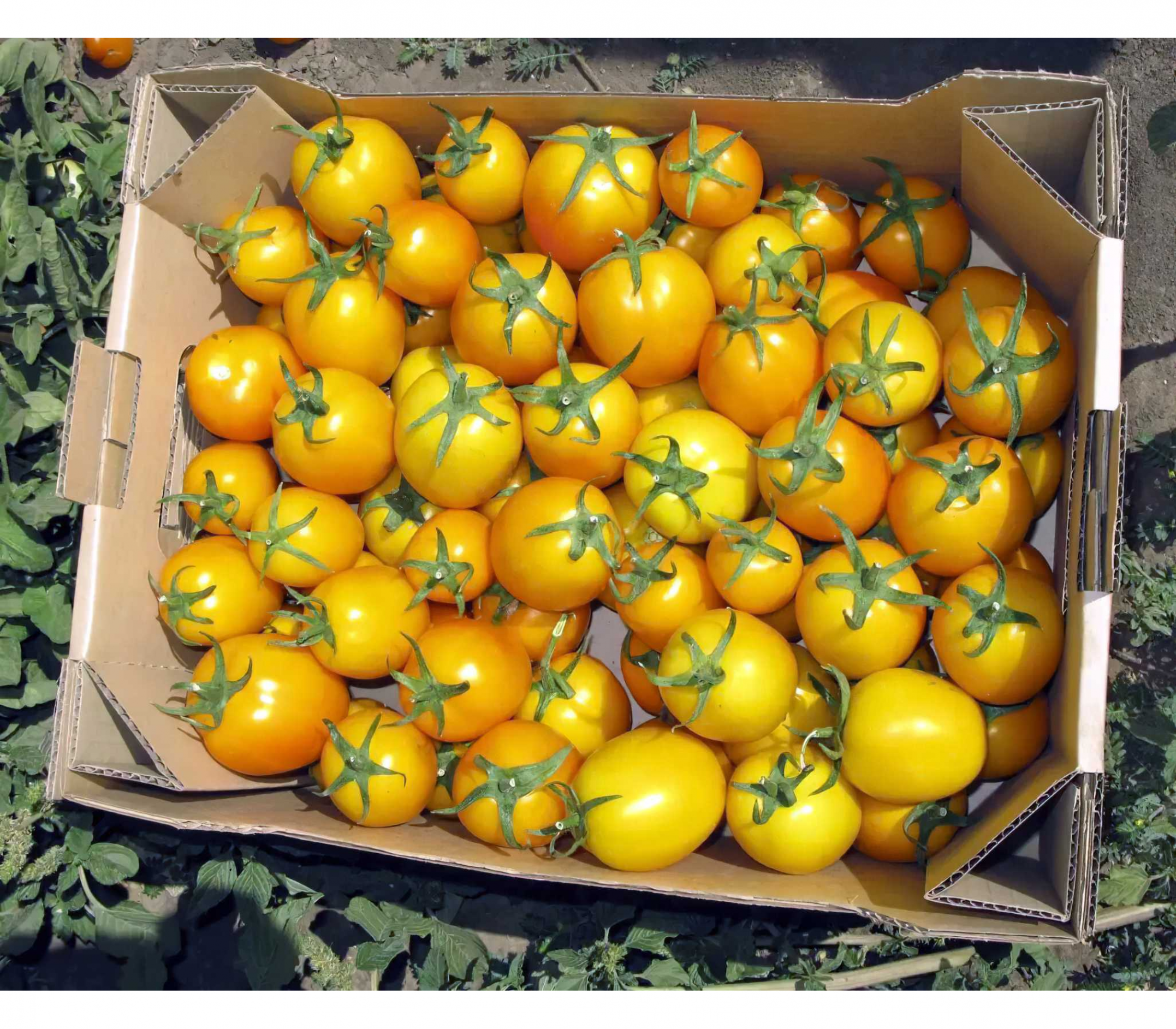 Томат Еллоу Ривер 2