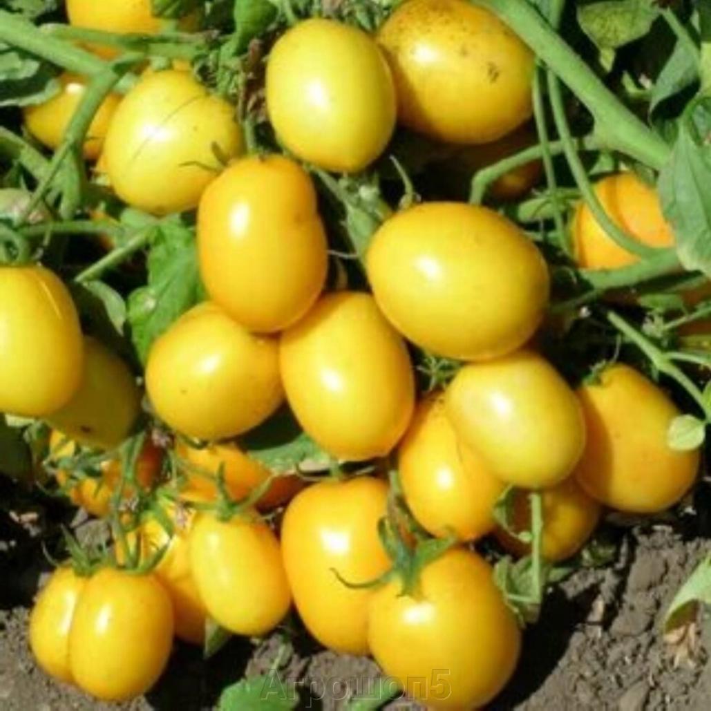 Томат Еллоу Ривер 3