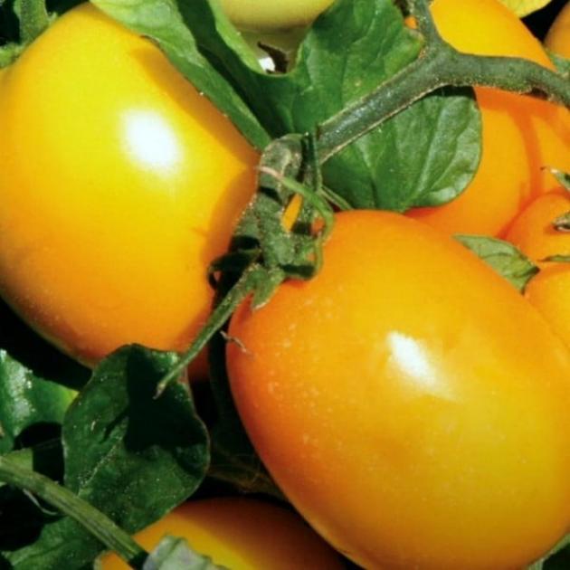 Томат Еллоу Ривер 4