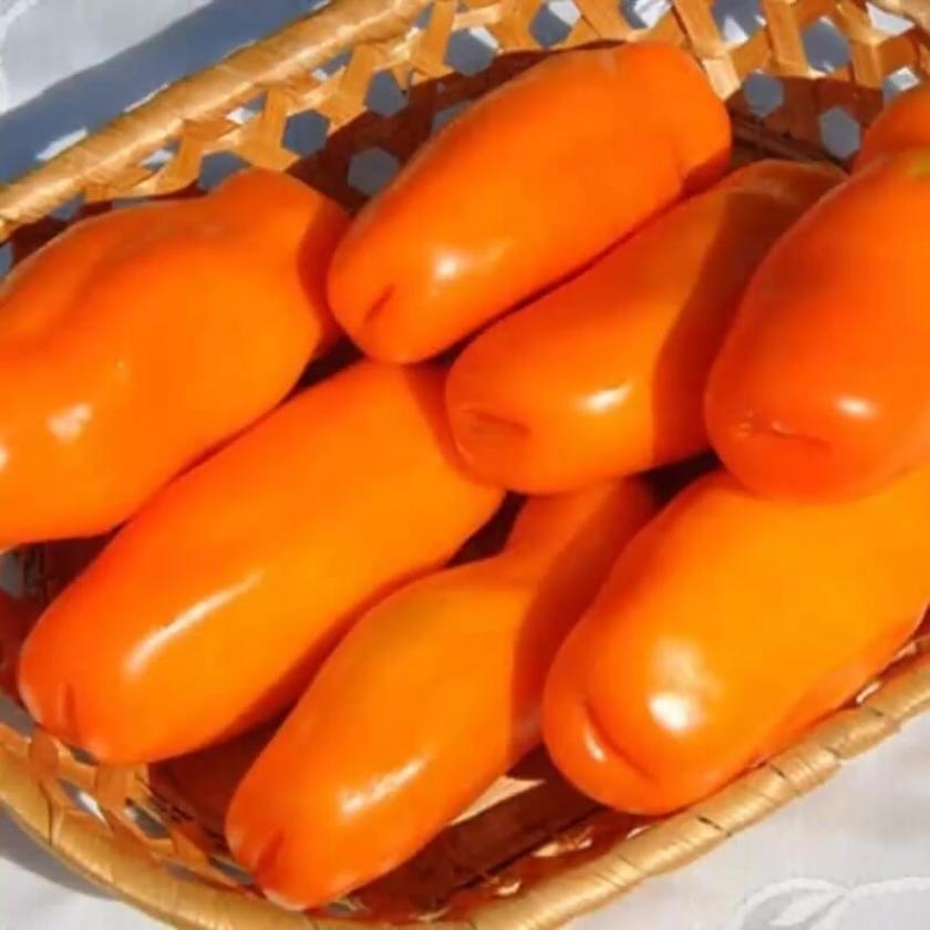 Томат Эрос оранжевый 3