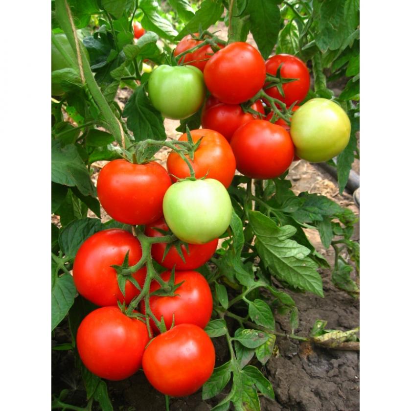 Томат Есения 2