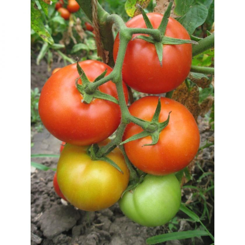 Томат Есения 3