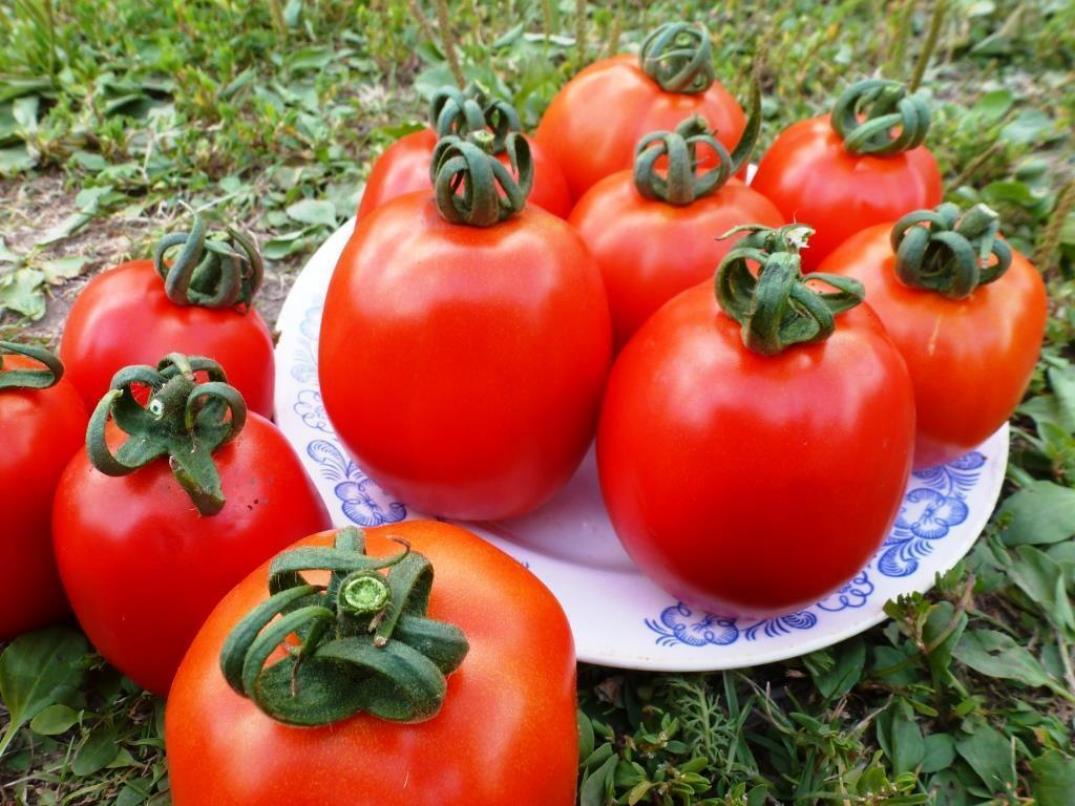 Томат Эталон 2