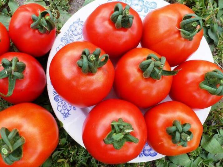 Томат Эталон 3