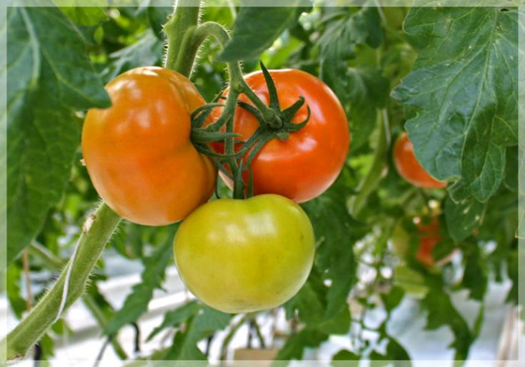 Томат Эталон 7