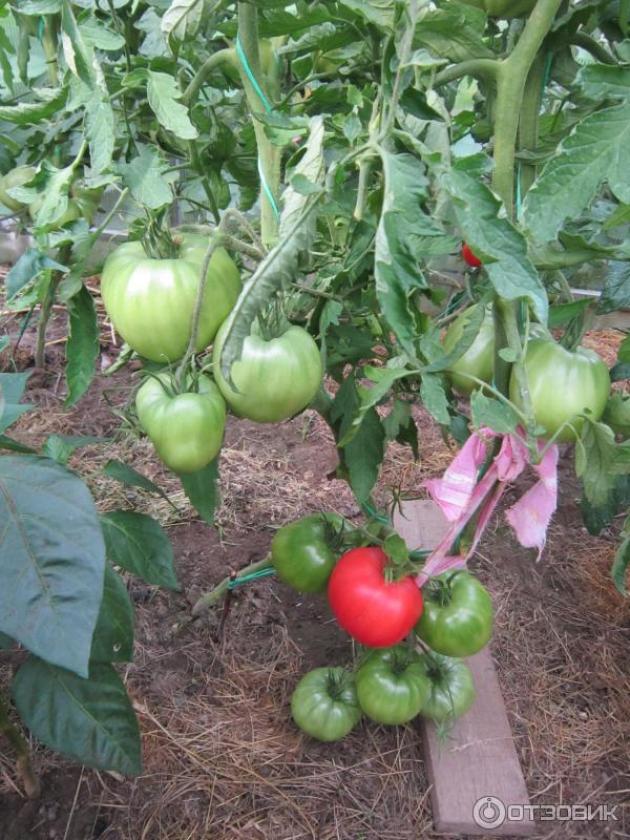 Томат Эталон 8