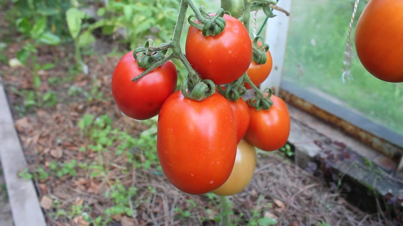 Томат Эталон