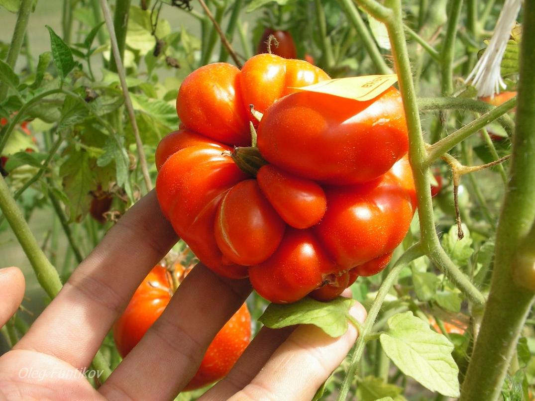 Томат Ежик 3
