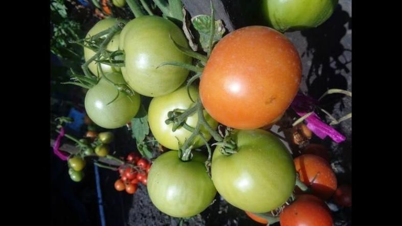 Томат Фартовый 2