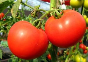 Томат Фартовый