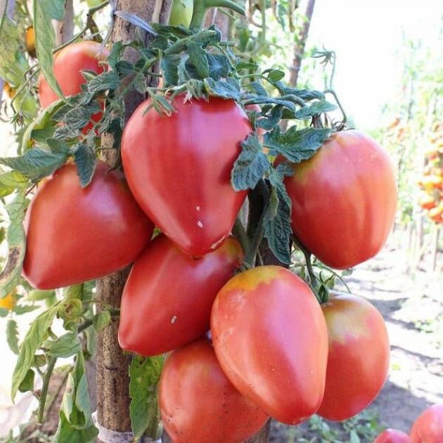 Томат Феникс 2