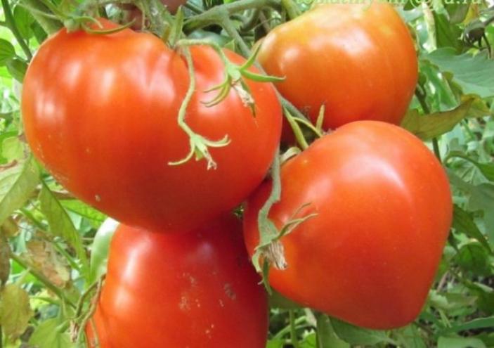 Томат Феникс 3