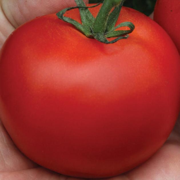 Томат Феникс 4