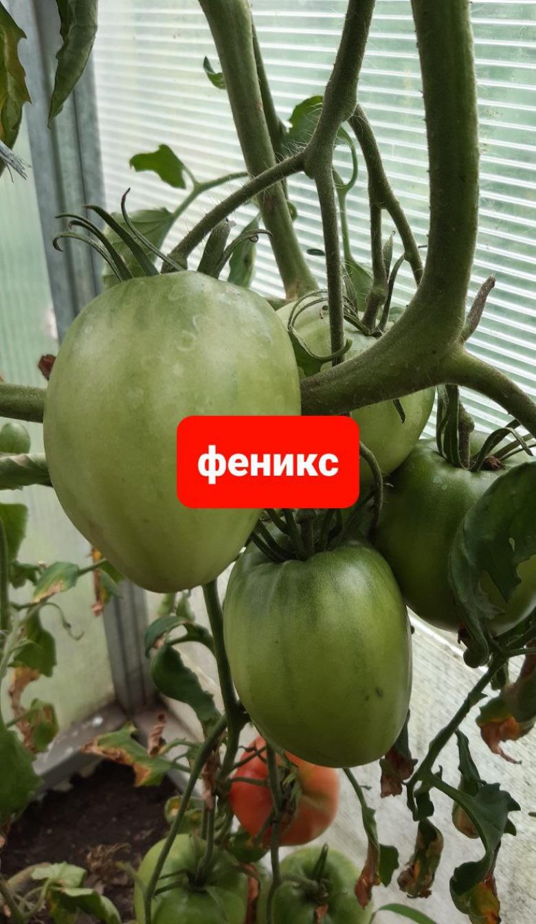 Томат Феникс