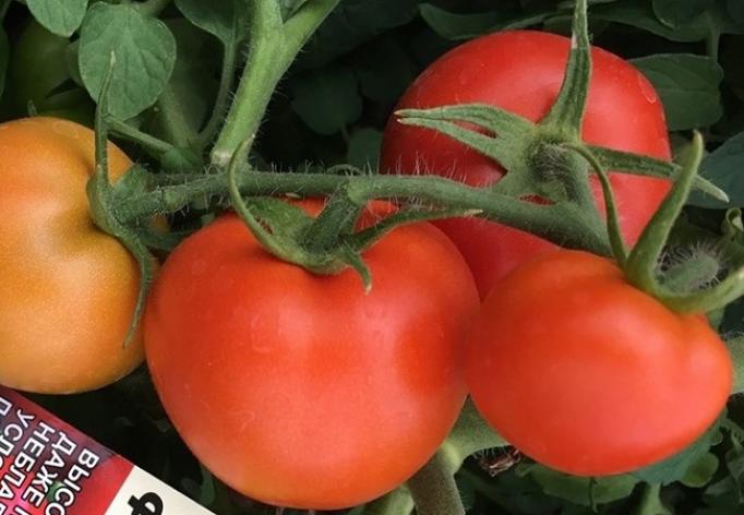 Томат Феномена 3