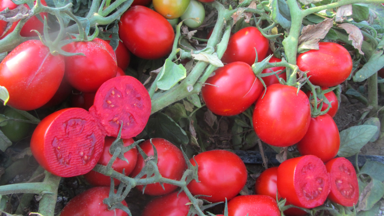 Томат Феномена 2