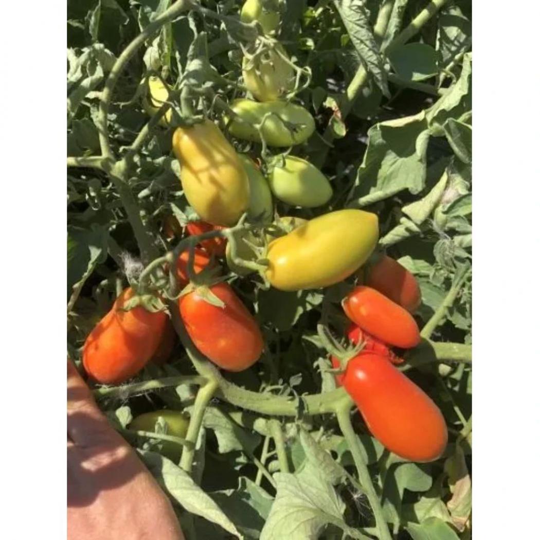 Томат Фэнси 4