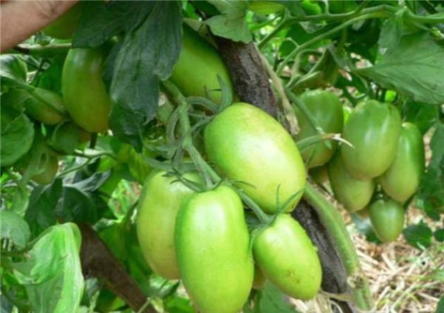 Томат Фэнси 6