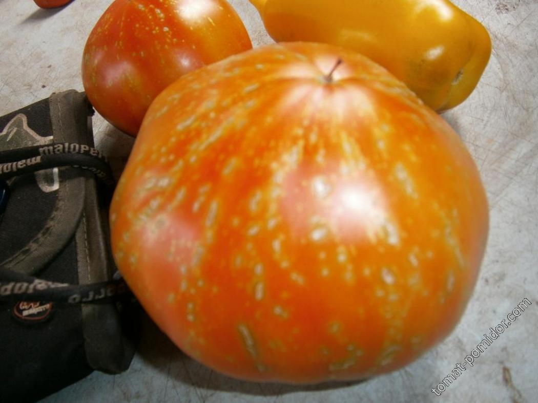 Томат Фейерверк 2
