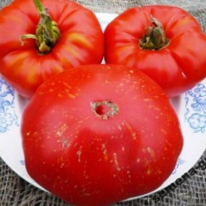Томат Фейерверк