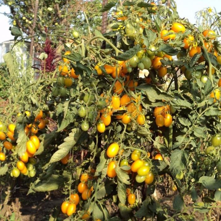 Томат Финик оранжевый 2