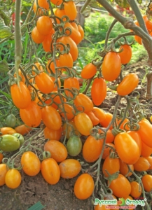 Томат Финик оранжевый