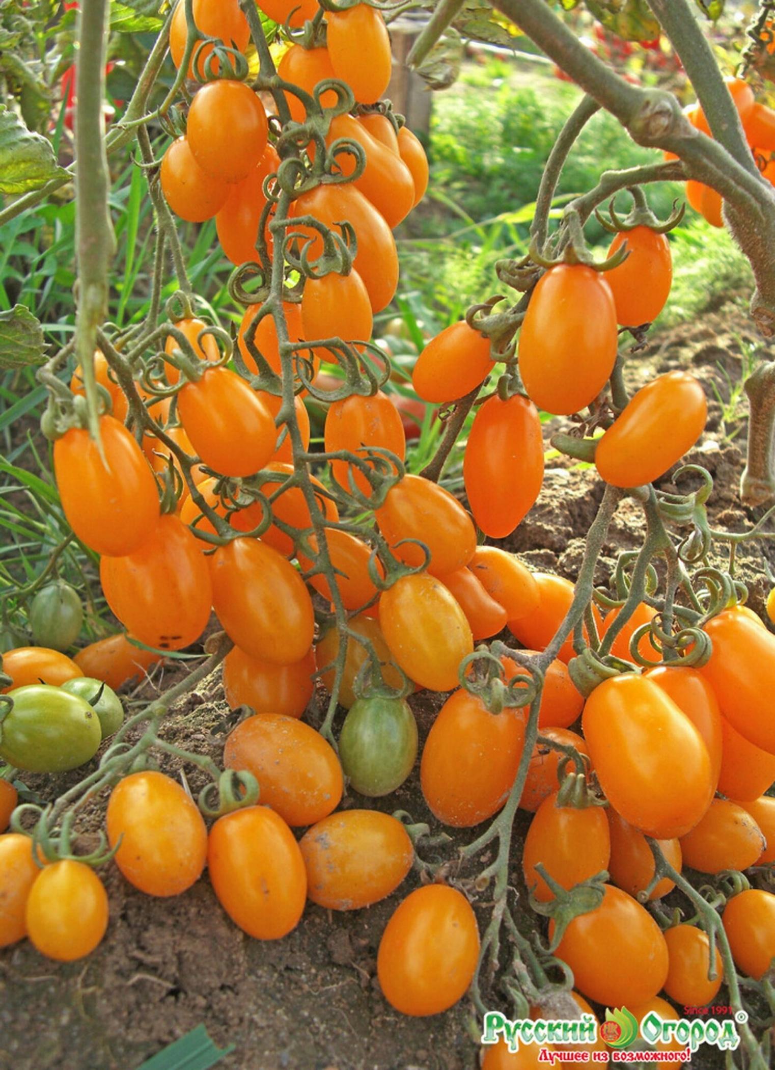 Томат Финик оранжевый