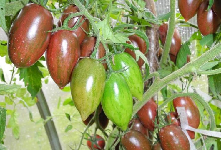 Томат Фиолетовая фея 3