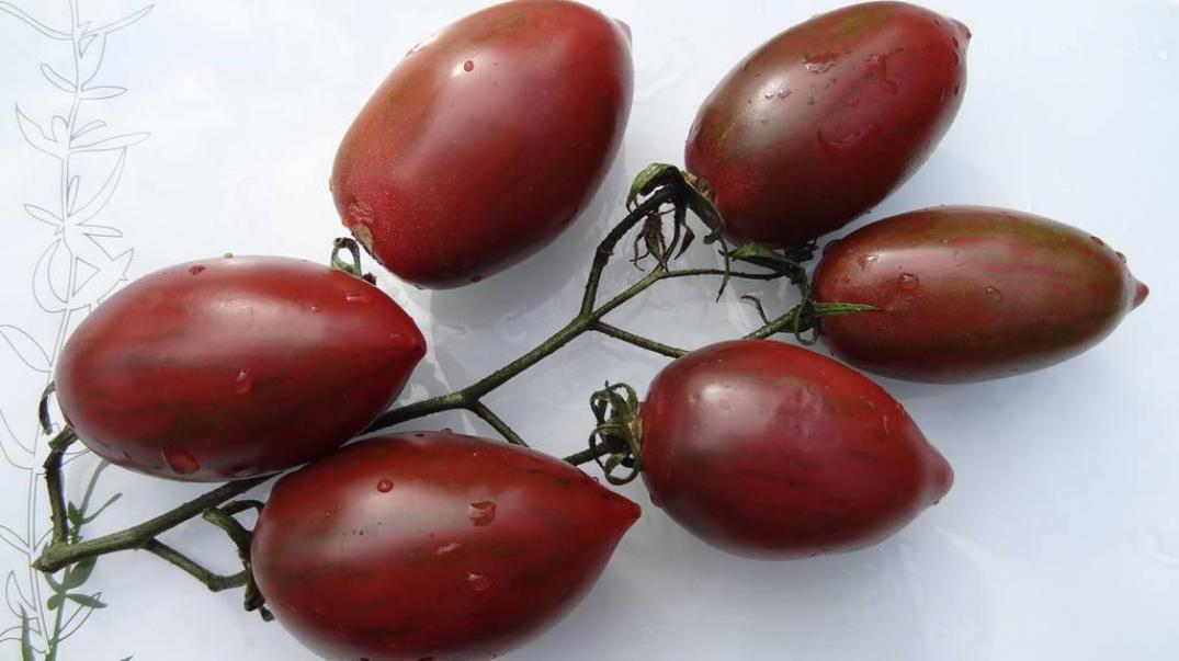 Томат Фиолетовая фея 5