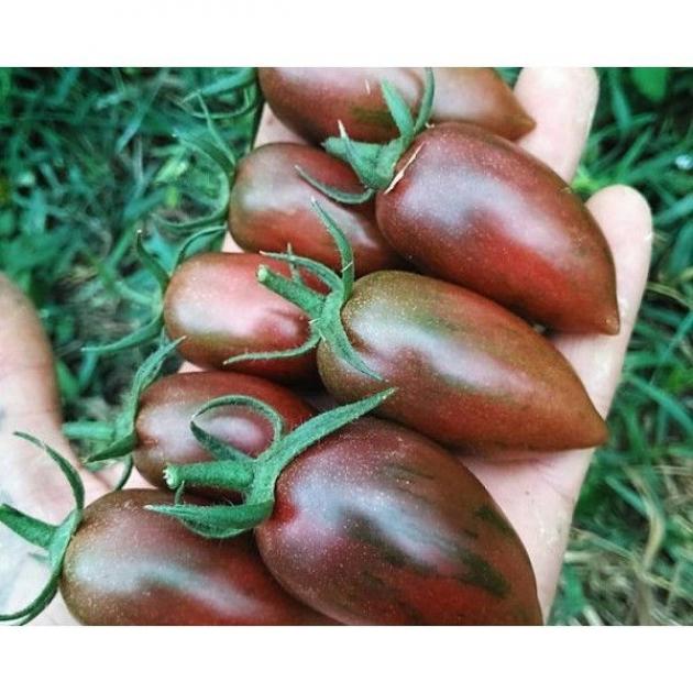 Томат Фиолетовая фея