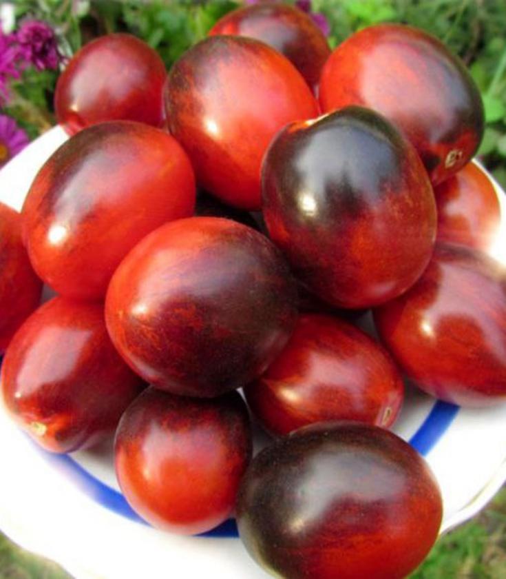 Томат Фиолетовый дракон 2