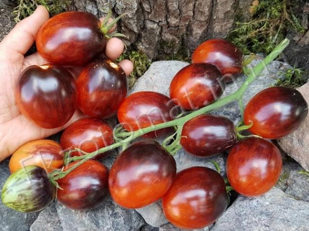 Томат Фиолетовый дракон 4