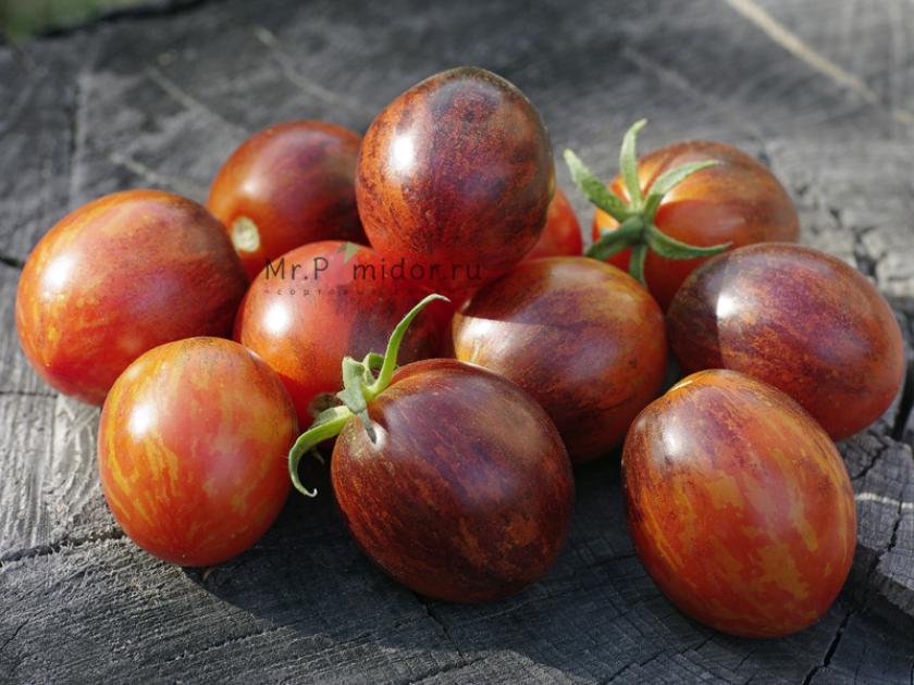 Томат Фиолетовый дракон 5