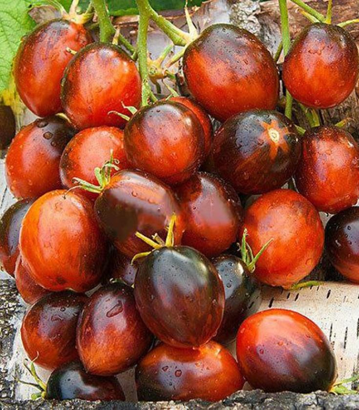 Томат Фиолетовый дракон 6