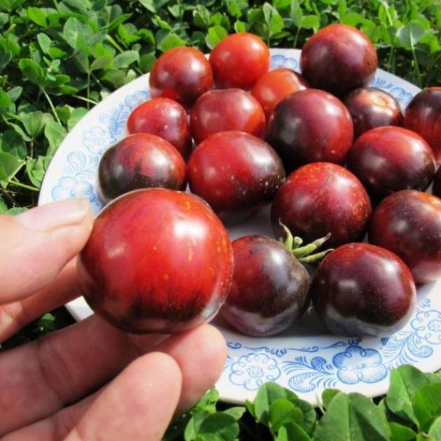 Томат Фиолетовый дракон