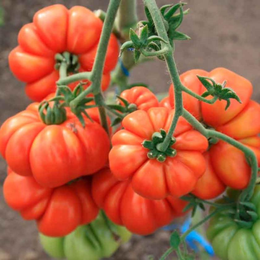 Томат Флорентино 3