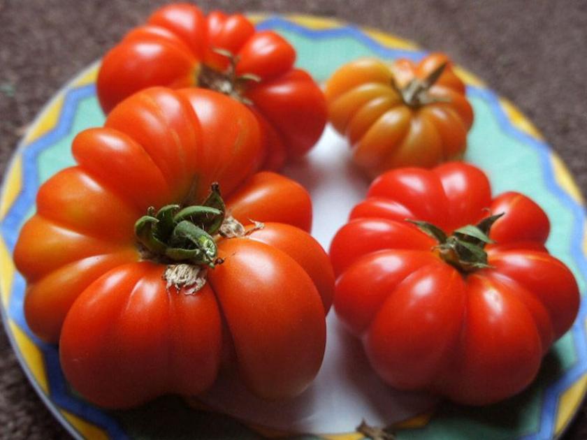Томат Флорентино 6