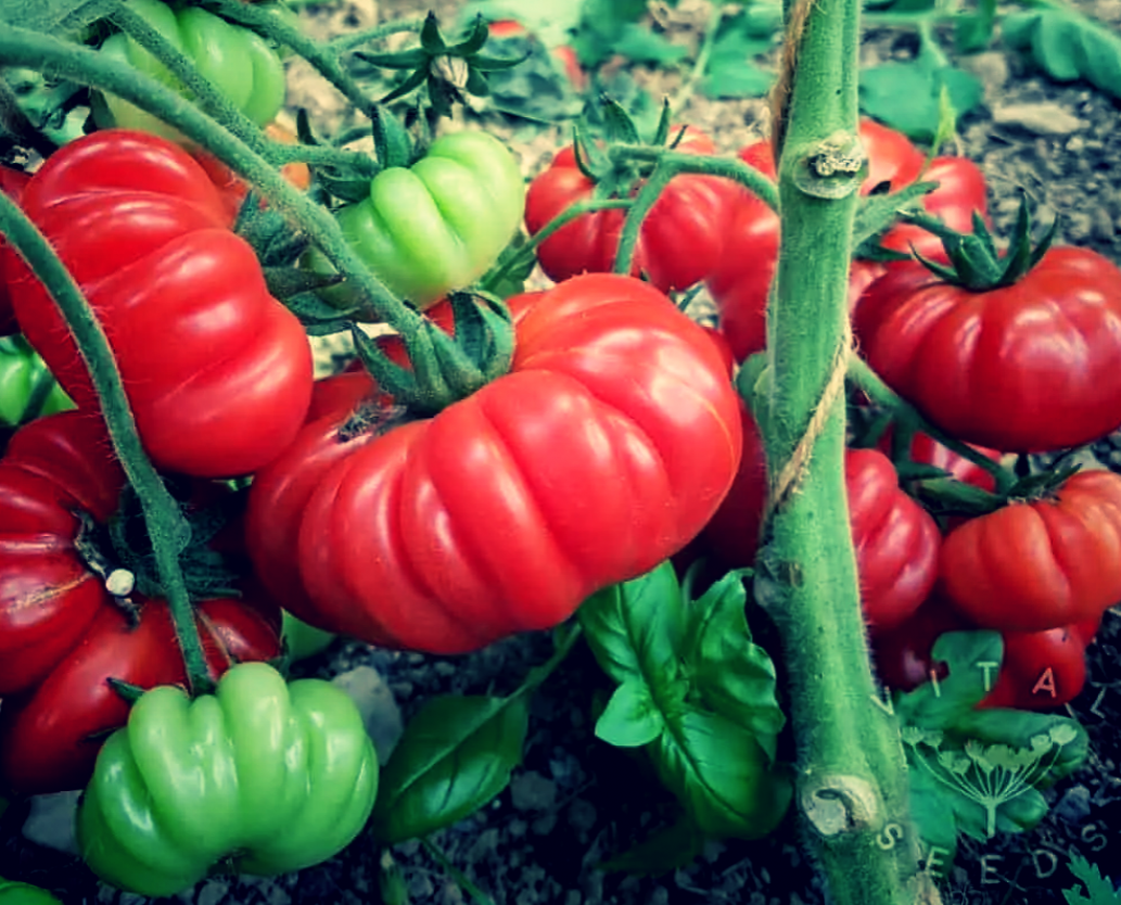 Томат Флорентино 5