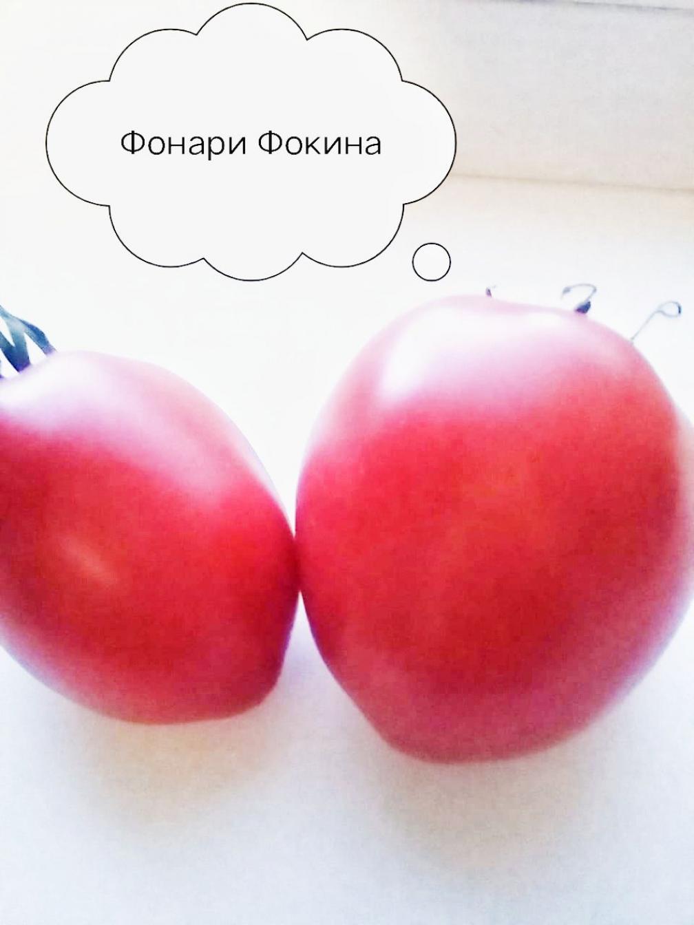 Томат Фонари Фокина 2