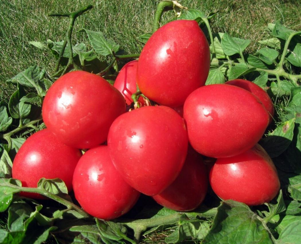 Томат Фонари Фокина 3