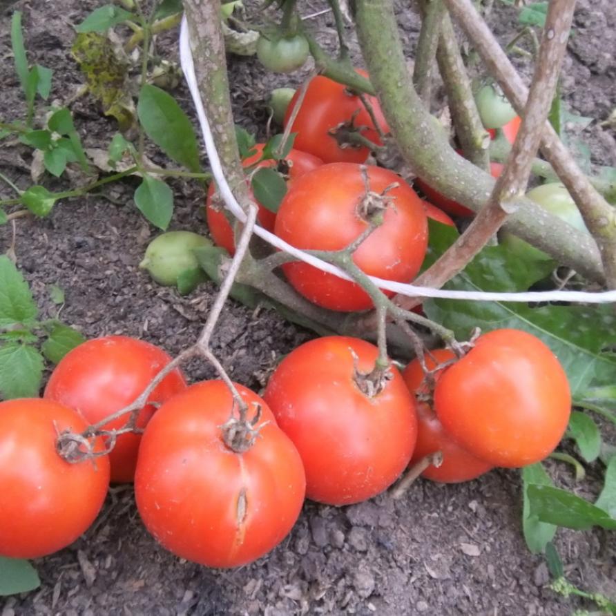 Томат Фонари Фокина 4