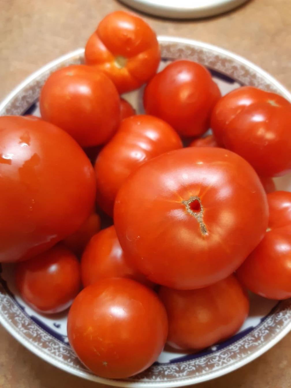 Томат Фонари Фокина