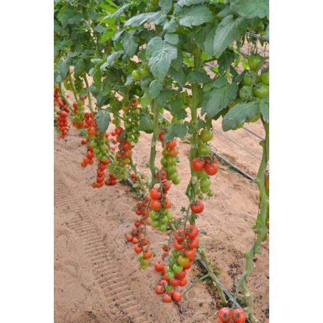 Томат Форте Мальтезе 2