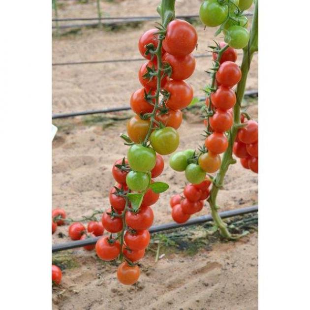 Томат Форте Мальтезе 3