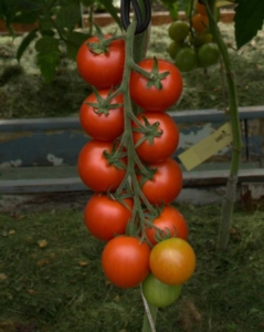 Томат Форте Мальтезе