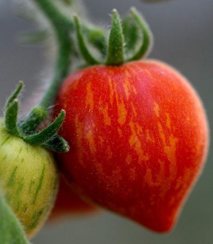 Томат Фузи Вузи 3