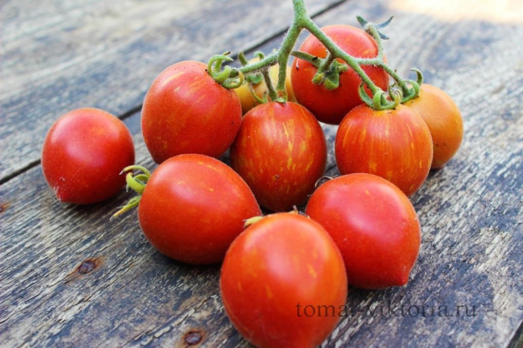 Томат Фузи Вузи 4