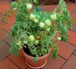 Томат Фузи Вузи