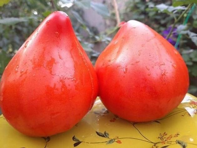 Томат Фьюб 2